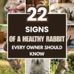 22 Signs of a Healthy Rabbit Every Owner Should Know