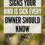 18 Signs Your Bird Is Sick Every Owner Should Know
