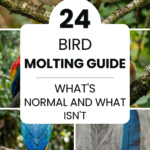 24 Bird Molting Guide: What’s Normal and What Isn’t
