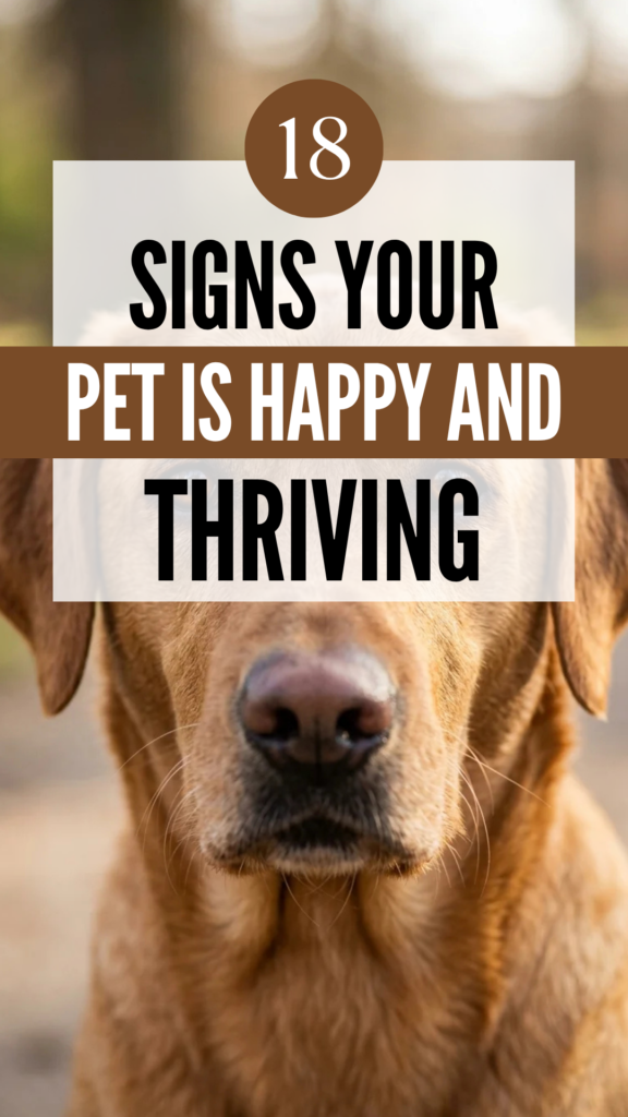 18 Signs Your Pet Is Happy and Thriving