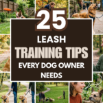 25 Leash Training Tips Every Dog Owner Needs