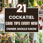 21 Cockatiel Care Tips Every New Owner Should Know