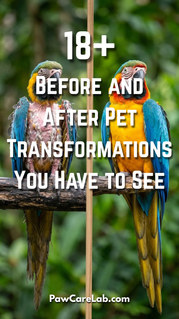 18 Before and After Pet Transformations You Have to See