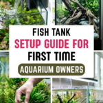 27 Fish Tank Setup Guide for First-Time Aquarium Owners