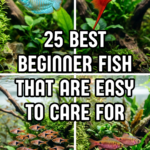 25 Best Beginner Fish That Are Easy to Care For