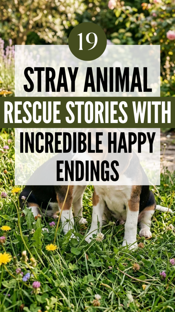 19 Stray Animal Rescue Stories with Incredible Happy Endings