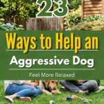23 Ways to Help an Aggressive Dog Feel More Relaxed
