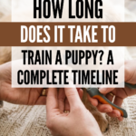 18 How Long Does It Take to Train a Puppy? A Complete Timeline