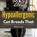 21 Hypoallergenic Cat Breeds That Shed Less