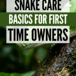18 Snake Care Basics for First-Time Owners