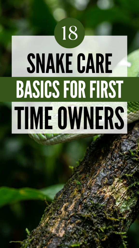 18 Snake Care Basics for First-Time Owners
