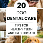 20 Dog Dental Care Tips for Healthy Teeth and Fresh Breath