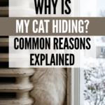 15 Why Is My Cat Hiding? Common Reasons Explained