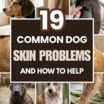 16 Common Dog Skin Problems and How to Help