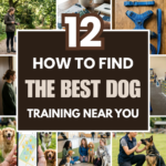 12 How to Find the Best Dog Training Near You