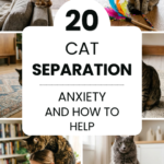 20 Cat Separation Anxiety Signs and How to Help
