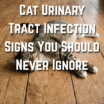 24 Cat Urinary Tract Infection Signs You Should Never Ignore