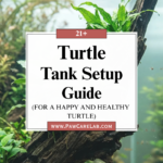 21 Turtle Tank Setup Guide for a Happy and Healthy Turtle
