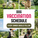 24 Dog Vaccination Schedule Every Owner Should Follow