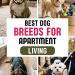 22 Best Dog Breeds for Apartment Living