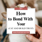 21 How to Bond With Your Cat and Build Trust