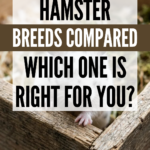 15 Hamster Breeds Compared: Which One Is Right for You?