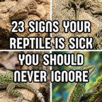23 Signs Your Reptile Is Sick You Should Never Ignore