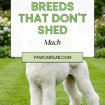 24 Dog Breeds That Don’t Shed Much