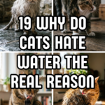 19 Why Do Cats Hate Water? The Real Reasons