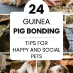 24 Guinea Pig Bonding Tips for Happy and Social Pets