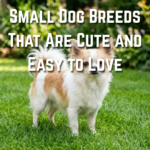30 Small Dog Breeds That Are Cute and Easy to Love