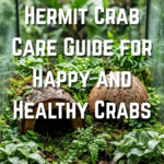 22 Hermit Crab Care Guide for Happy and Healthy Crabs