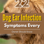 22 Dog Ear Infection Symptoms Every Owner Should Know