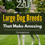21 Large Dog Breeds That Make Amazing Companions