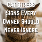 17 Cat Stress Signs Every Owner Should Never Ignore
