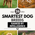 26 Smartest Dog Breeds Ranked by Intelligence
