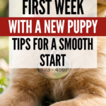 25 First Week With a New Puppy Tips for a Smooth Start