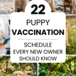 22 Puppy Vaccination Schedule Every New Owner Should Know