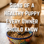 17 Signs of a Healthy Puppy Every Owner Should Know