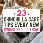 23 Chinchilla Care Tips Every New Owner Should Know