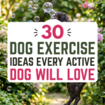 30 Dog Exercise Ideas Every Active Dog Will Love