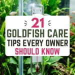 21 Goldfish Care Tips Every Owner Should Know