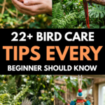 22 Bird Care Tips Every Beginner Should Know