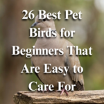 26 Best Pet Birds for Beginners That Are Easy to Care For