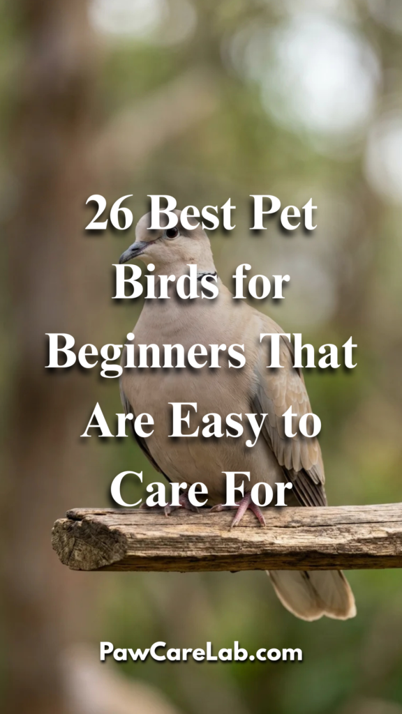 26 Best Pet Birds for Beginners That Are Easy to Care For