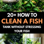 20 How to Clean a Fish Tank Without Stressing Your Fish