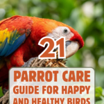 21 Parrot Care Guide for Happy and Healthy Birds
