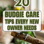 20 Budgie Care Tips Every New Owner Needs