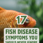 17 Fish Disease Symptoms You Should Never Ignore