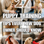27 Puppy Training Tips Every New Dog Owner Should Know